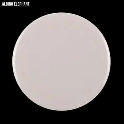 albino-elephant