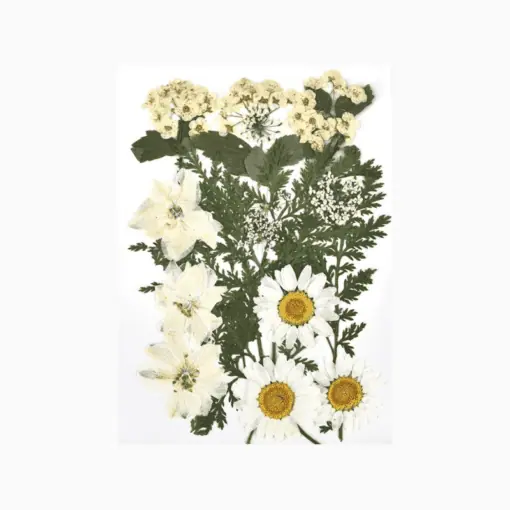 Pressed white flowers