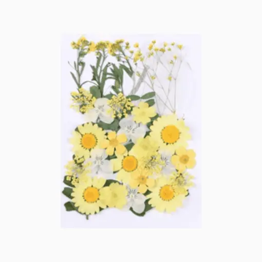 Pressed yellow flowers